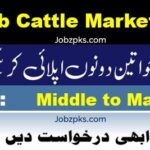 Punjab Cattle Market New Jobs 2024